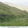 melanargia russiae eberti talysh biotope1